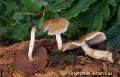 Psathyrella artemisiae-amf1602